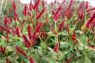 Persicaria amplexicaulis 'Fat Domino' P9 (=Polygonum),Duizendknoop