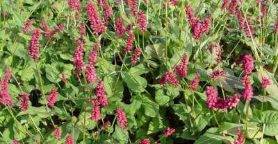 Persicaria amplexicaulis 'Taurus' P9 (=Polygonum),Duizendknoop