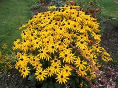 Rudbeckia fulgida 'Little Goldstar', Zonnehoed