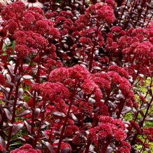 Sedum 'Touchdown Teak', ® Vetkruid