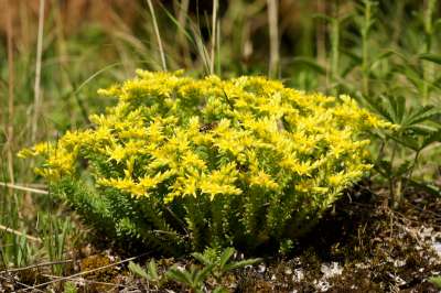 Sedum sexangulare, Vetkruid