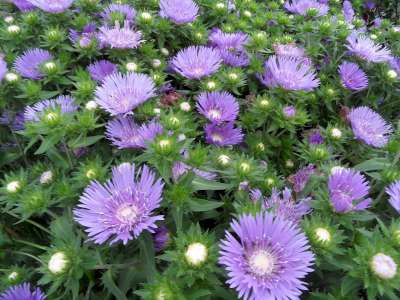 Stokesia laevis, Ezelsoren