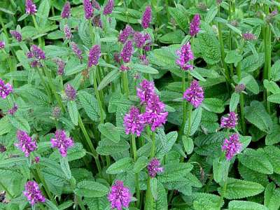 Stachys monieri 'Hummelo', Ezelsoren