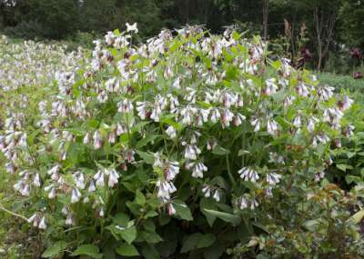 Symphytum grandiflorum 'Wisley Blue', Smeerwortel