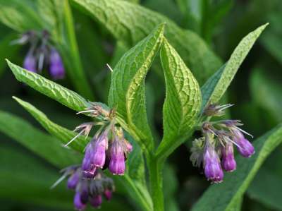 Symphytum officinale, Smeerwortel