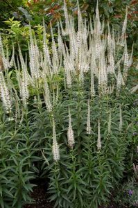 Veronicastrum virginica 'Alba'