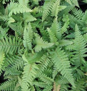 Polystichum setiferum 'Proliferum', Naaldvaren