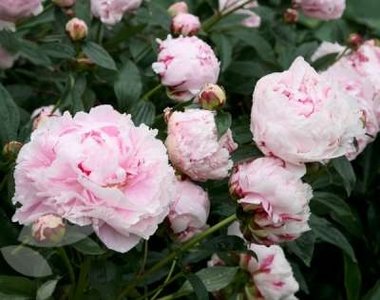 Paeonia 'Sarah Bernhardt', Pioen P11 pot