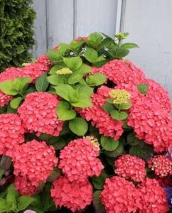 Hydrangea macro. 'Leuchtfeuer', 25-30 3L, Hortensia