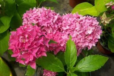 Hydrangea macro. 'Tovelit', 3L Hortensia