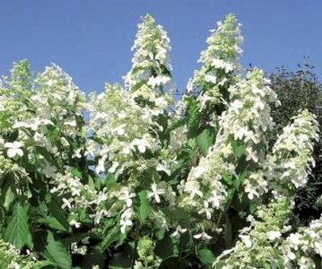 Hydrangea pan. 'Levana', 40-50 cm 3L Pluimhortensia ®