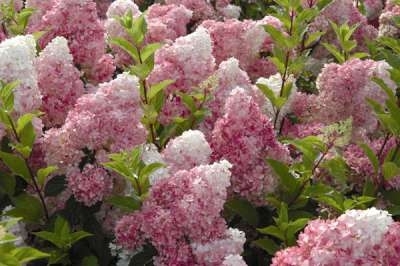 Hydrangea pan. 'Vanille-Fraise', 40-50 cm 3L Pluimhortensia ®