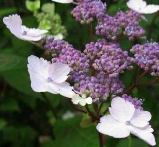 Hydrangea serrata 'Intermedia', 25-30 3L, Hortensia