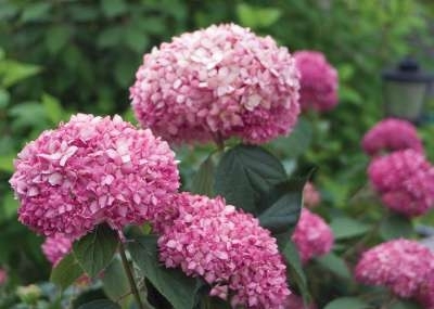 Hydrangea arbor. 'Pink Annabelle', 3L Hortensia (Invincibelle Spirit) ®