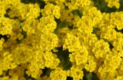 Alyssum saxatile 'Compactum', Schildzaad (=Aurinia)