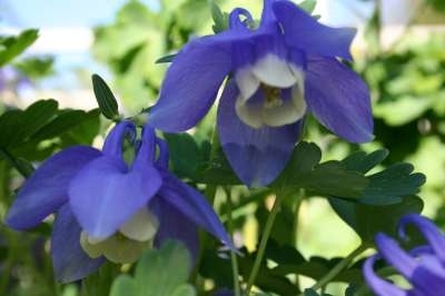 Aquilegia flab. 'Ministar', Akelei