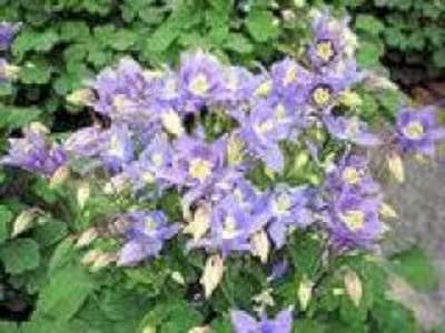 Aquilegia 'Sky Blue', Akelei