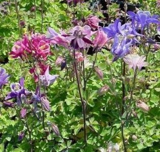 Aquilegia alp. 'Biedermeier', Akelei