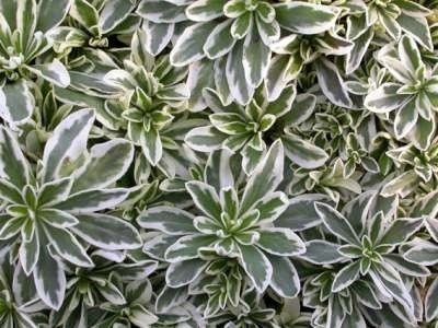 Arabis ferdinandi coburgii 'Variegata', Rijstebrij, Randjesbloem