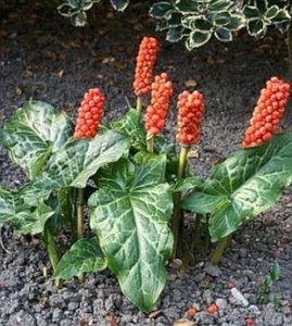 Arum italicum, Italiaanse aronskelk