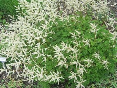 Aruncus aethusifolius, Geitebaard