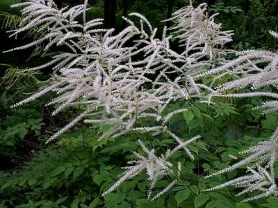 Aruncus dioicus 'Kneiffii', Geitebaard