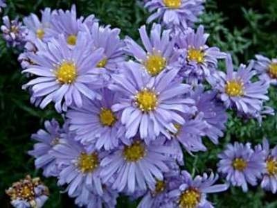 Aster dumosus 'Lady in Blue', Aster