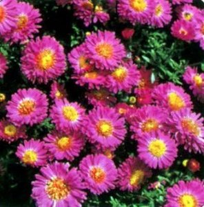 Aster novi-belgii 'Crimson Brocade', Aster