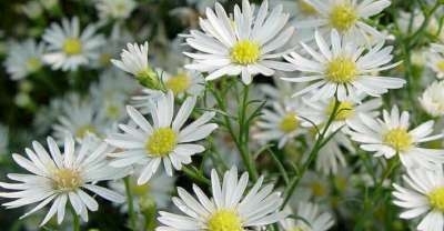 Aster pringlei 'Monte Cassino', Aster