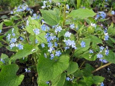 Brunnera macrophylla, Kaukasische vergeet-mij-niet