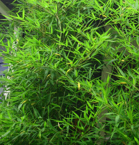 Phyllostachys aurea, Bamboe 10L 150/175