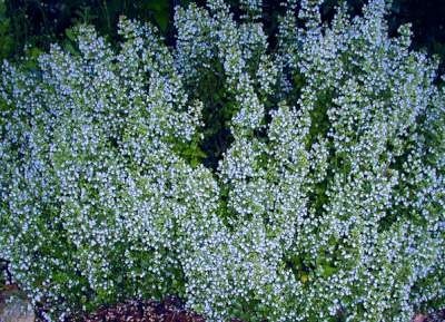 Calamintha nepeta 'Blue Cloud', Steentijm