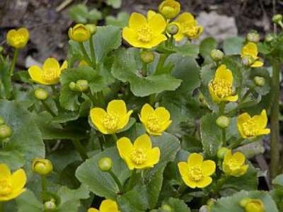 Caltha palustris, Dotterbloem