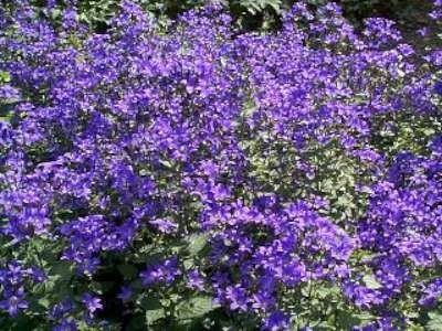 Campanula lactiflora 'Prichard's variety', Klokjesbloem