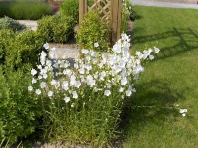 Campanula persicifolia 'Alba', Klokjesbloem