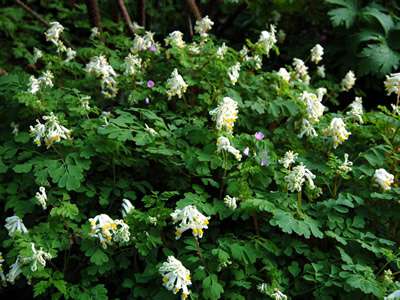 Corydalis ochroleuca, Helmbloem (= Pseudofumaria)