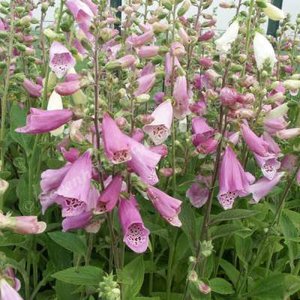 Digitalis purpurea 'Gloxiniflora', Vingerhoedskruid