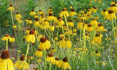 Echinacea paradoxa var. paradoxa, zonnehoed