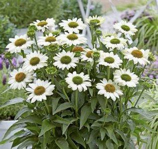 Echinacea 'Sunseekers White', ® Zonnehoed