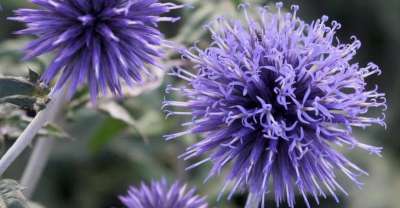 Echinops bannaticus 'Taplow Blue', Kogeldistel