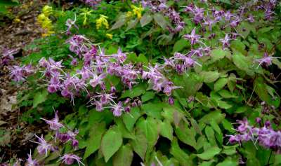 Epimedium grandiflorum, Elfenbloem