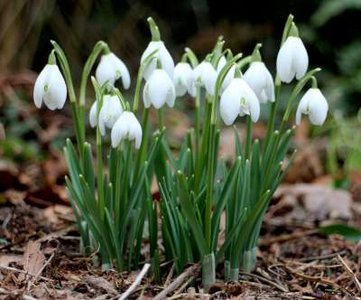 Galanthus nivalis, Sneeuwklokje