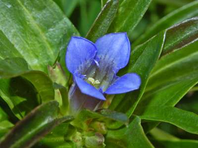 Gentiana cruciata, Gentiaan