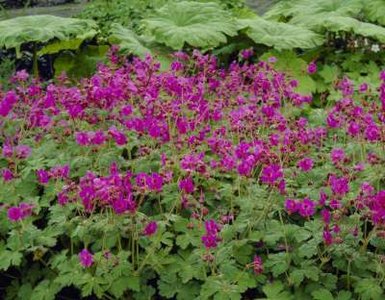 Geranium macr. 'Beavan's Variety', Ooievaarsbek