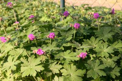 Geranium macr. 'Czakor', Ooievaarsbek