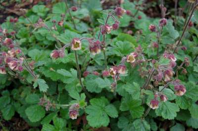 Geum rivale, Nagelkruid