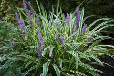 Liriope muscari 'Variegata'