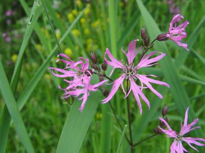 Lychnis flos-cuculi, Koekoeksbloem