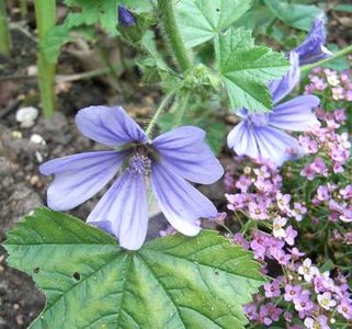 Malva sylvestris 'Primeley Blue', Kaasjeskruid