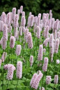 Persicaria bistorta (=Polygonum),Duizendknoop